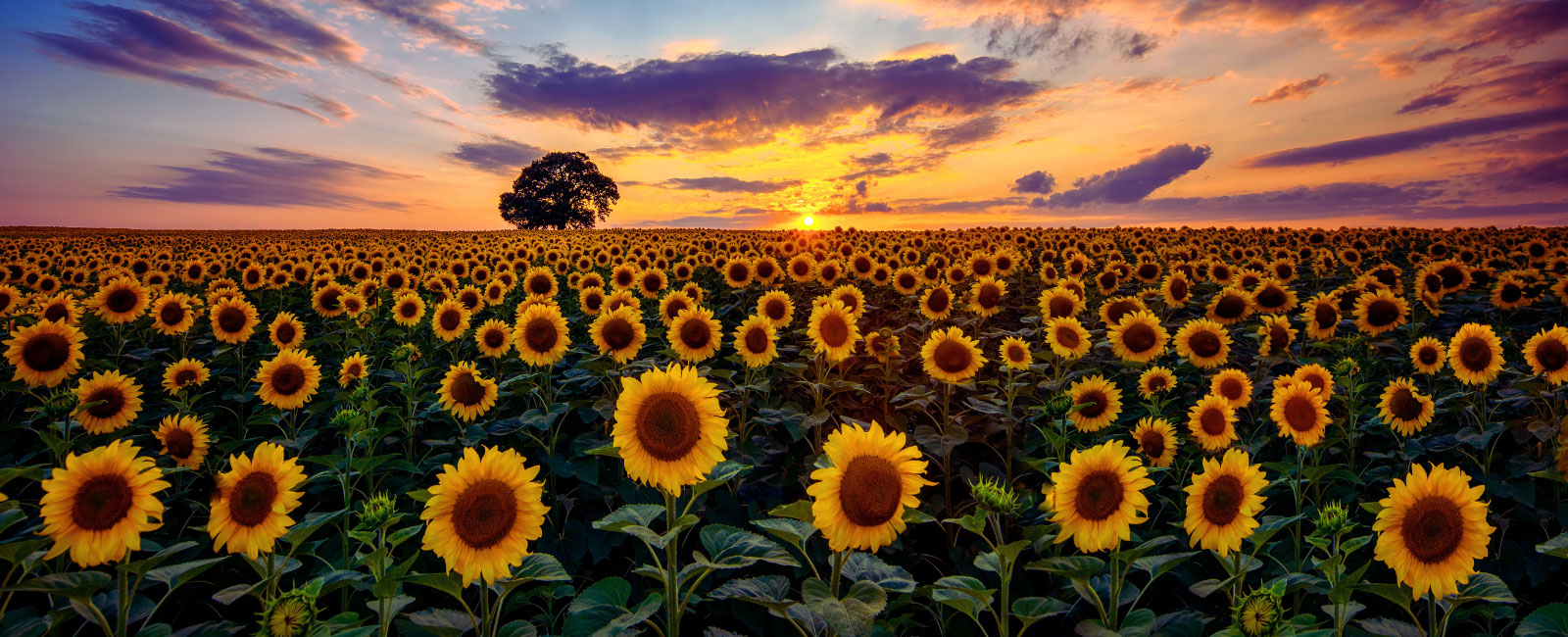 Sunflowers in Kansas