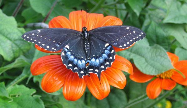 Lawn & Garden>Swallowtail on Mexican Zinnia